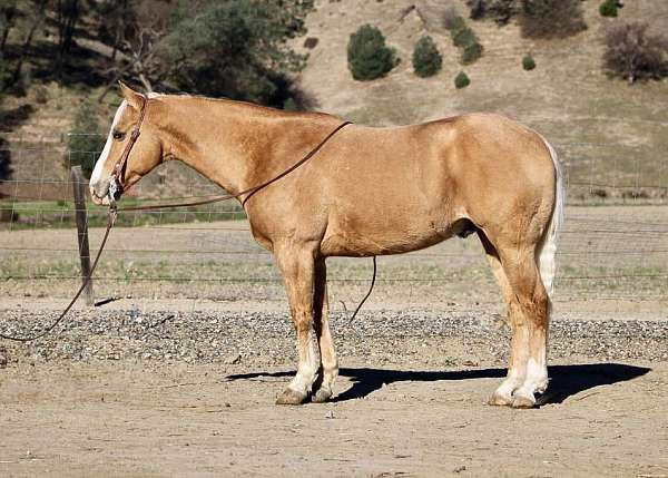 beginner-safe-quarter-horse