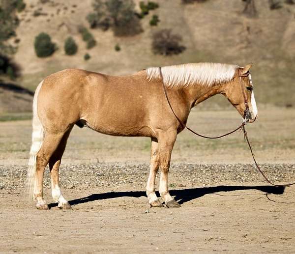 family-horse-quarter