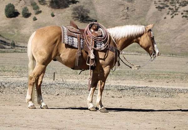 ranch-work-quarter-horse