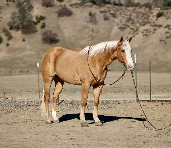 trail-quarter-horse