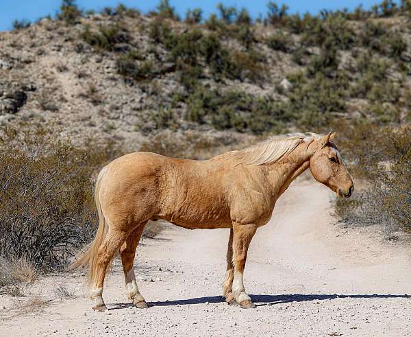 beginner-safe-quarter-horse