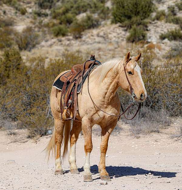 ranch-work-quarter-horse