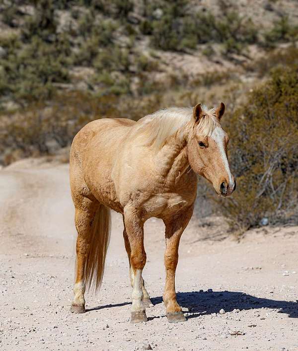 family-horse-quarter