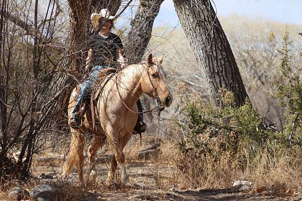 husband-safe-quarter-horse