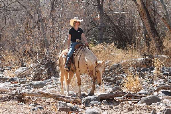 kid-safe-quarter-horse