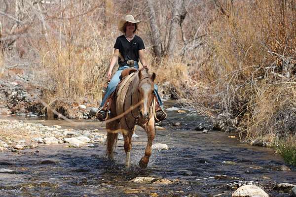 ranch-quarter-horse