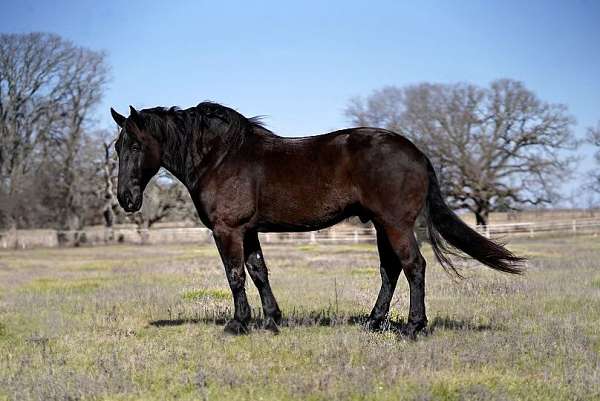 black-none-horse