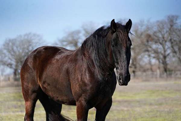 ranch-work-quarter-horse