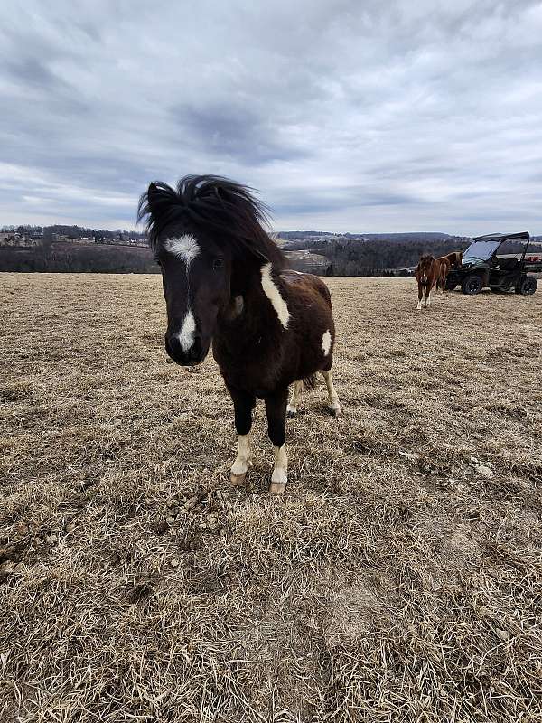 shetland-pony-gelding