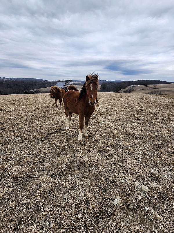 shetland-pony-for-sale