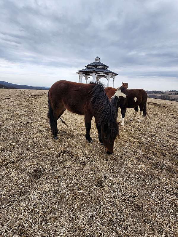 shetland-pony