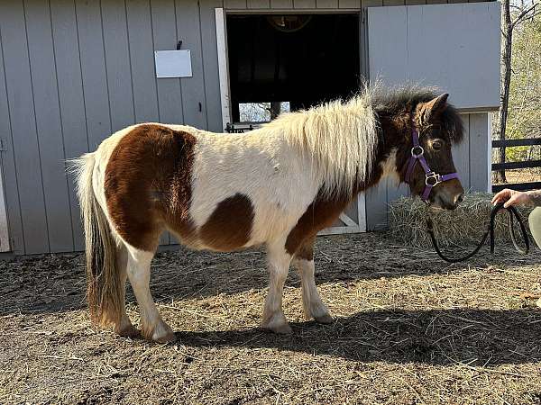 pinto-miniature-mare