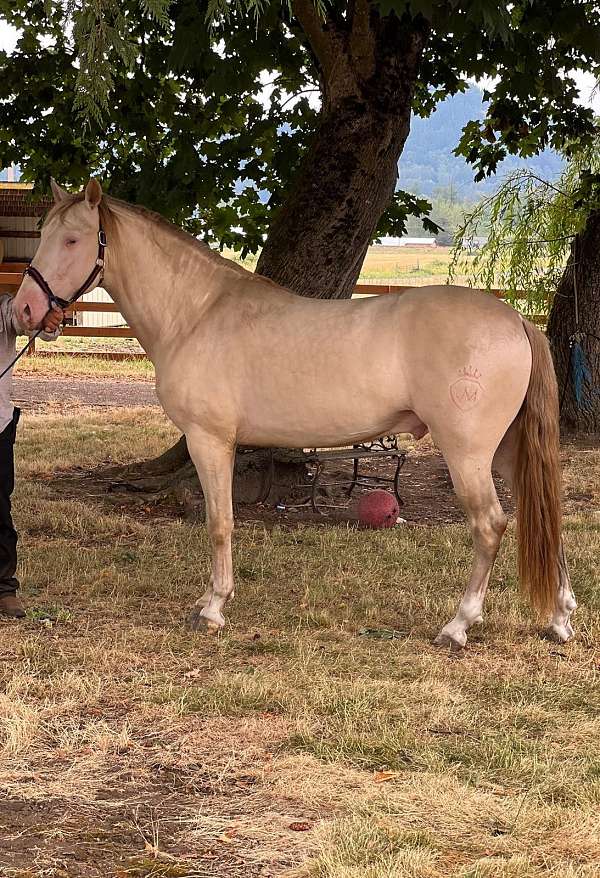 washinton-andalusian-horse