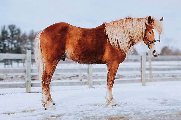 chestnut-blaze-horse