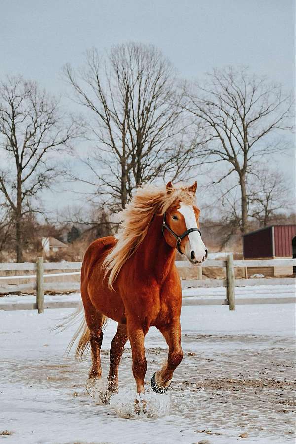 ranch-work-quarter-horse