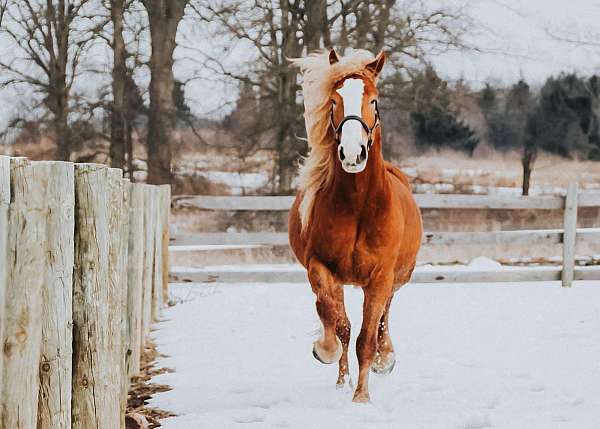 family-horse-quarter