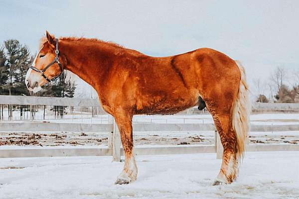 belgian-quarter-horse