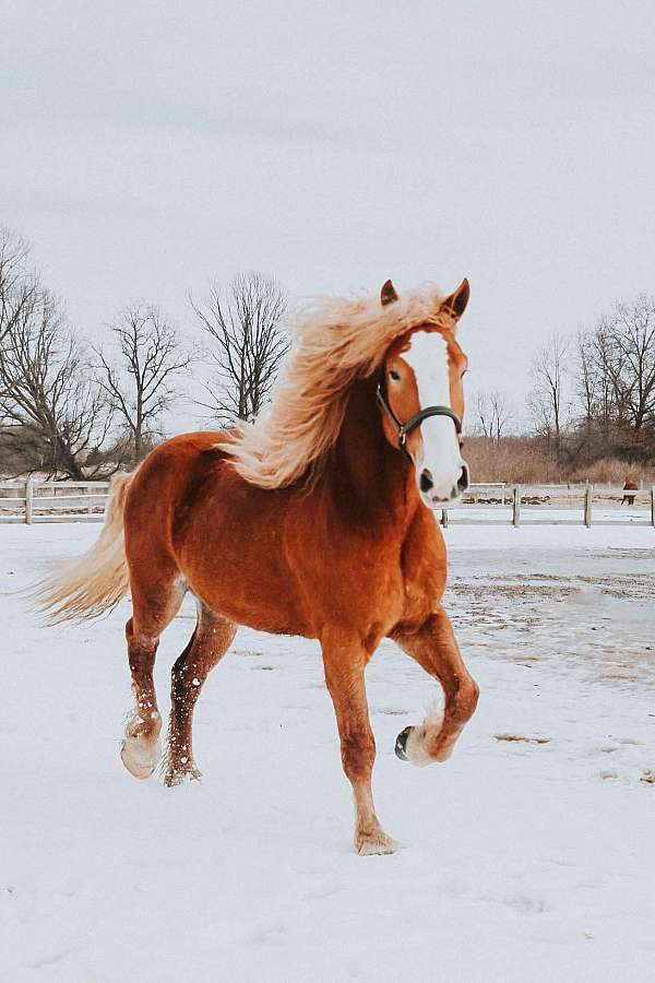 trail-quarter-horse