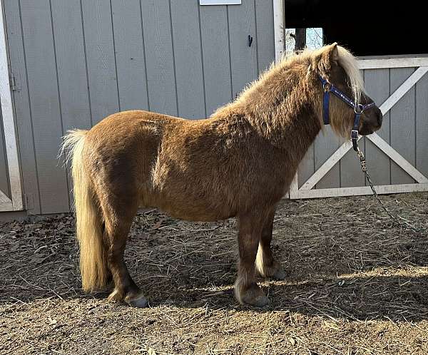 miniature-pony-for-sale