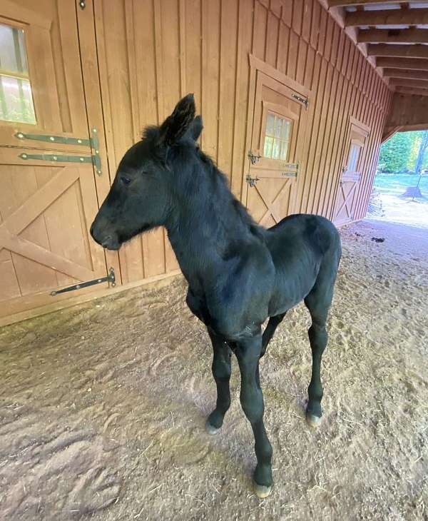 friesian-filly