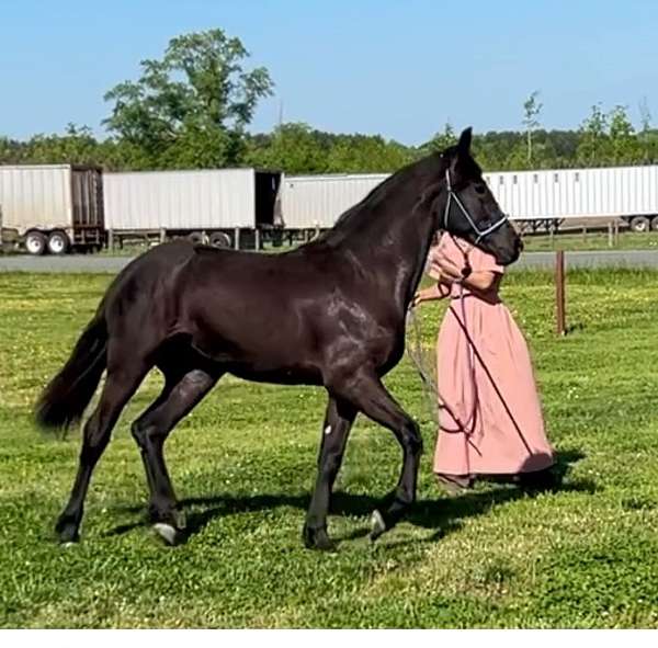 friesian-horse-for-sale