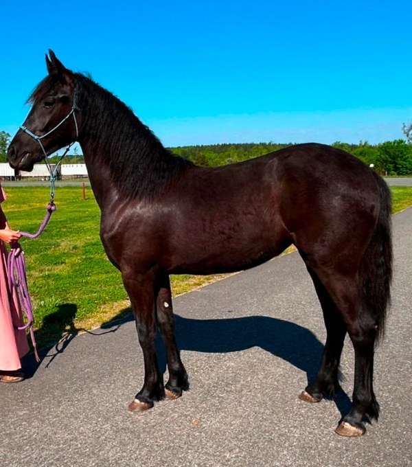 friesian-horse