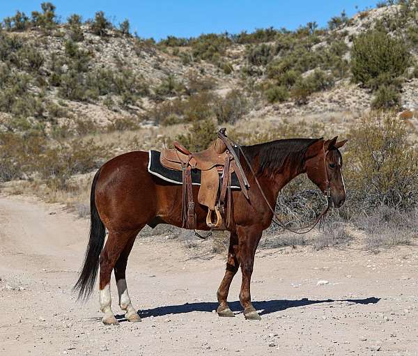 chestnut-blaze-rear-stockings-horse