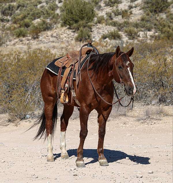 ranch-work-quarter-horse