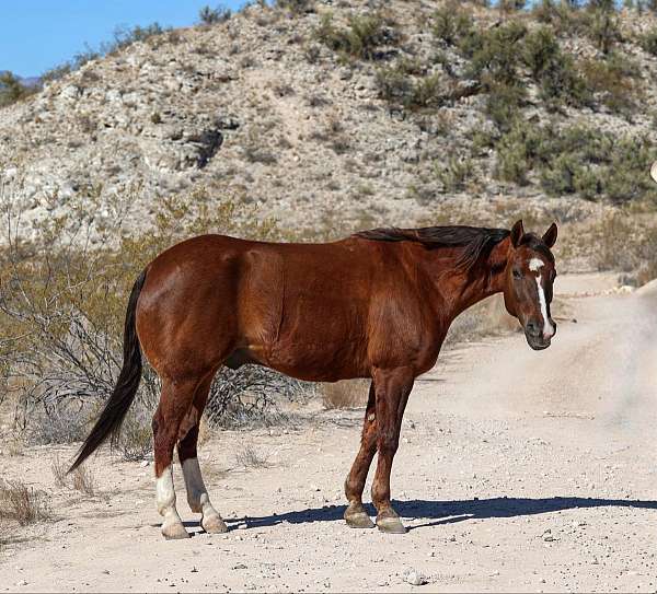 beginner-safe-quarter-horse