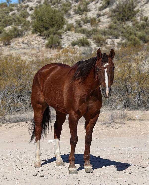 family-horse-quarter