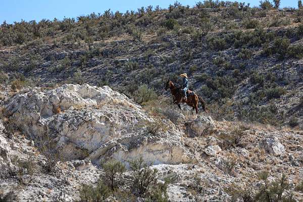 all-around-quarter-horse