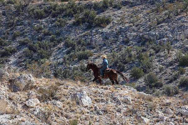 athletic-quarter-horse