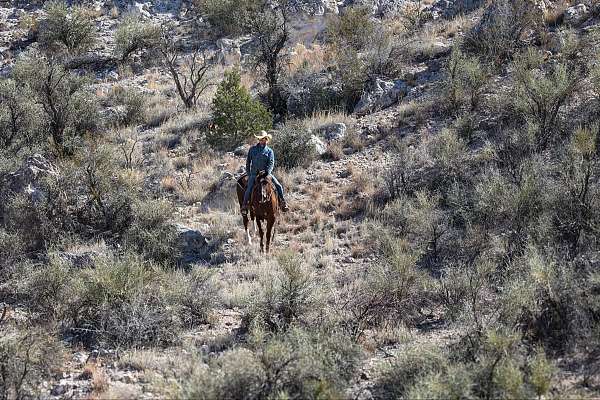 beginner-quarter-horse