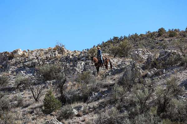 flashy-quarter-horse