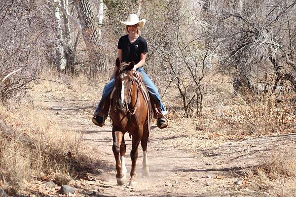 husband-safe-quarter-horse