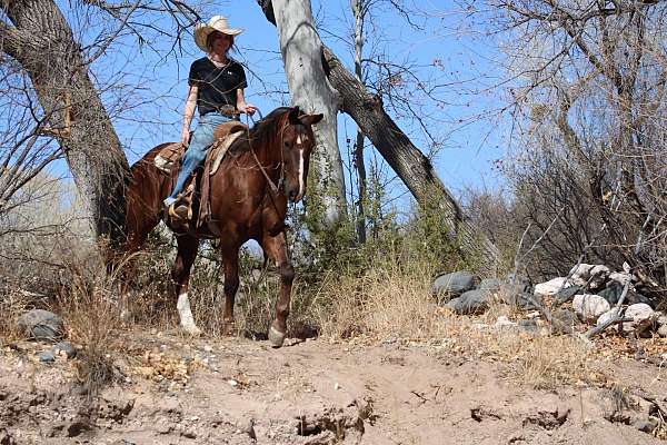 ranch-quarter-horse