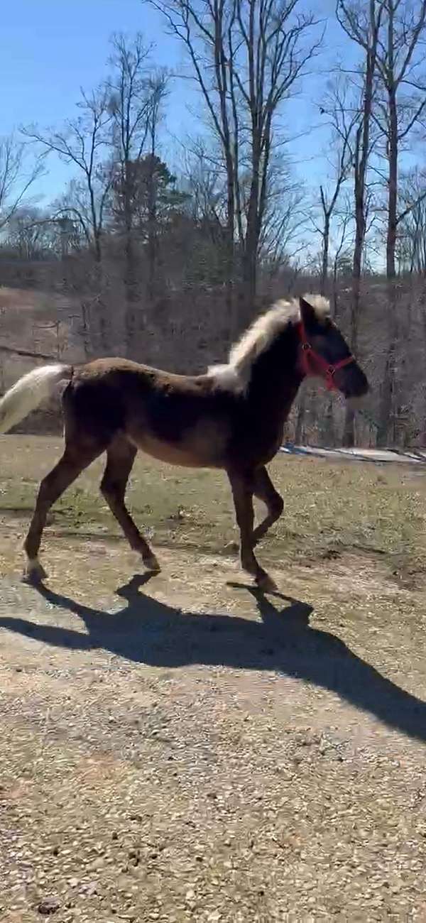 breeding-rocky-mountain-horse