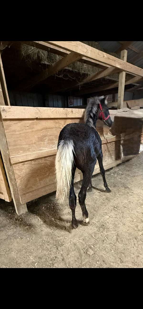 dappled-rocky-mountain-horse