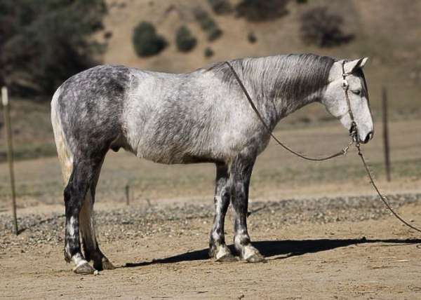 beginner-safe-quarter-horse