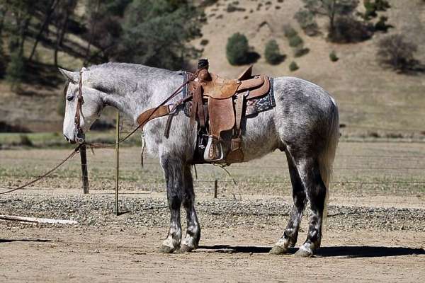 quarter-horse