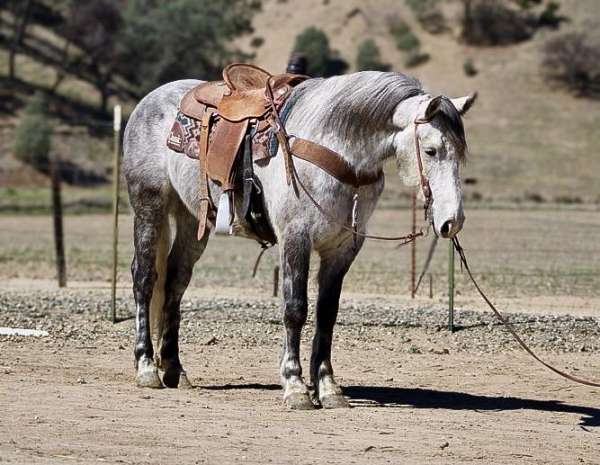 ranch-work-quarter-horse