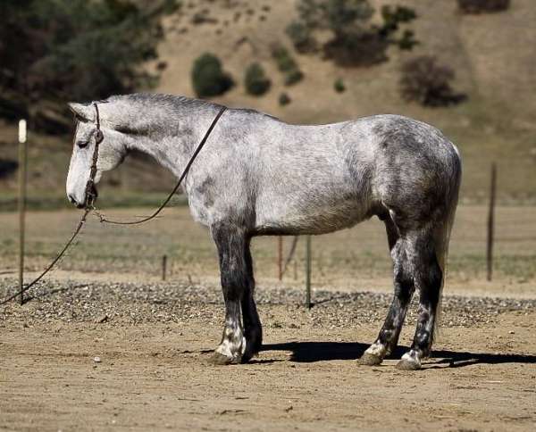 family-horse-quarter