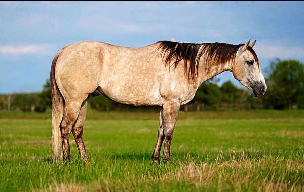 buckskin-none-horse