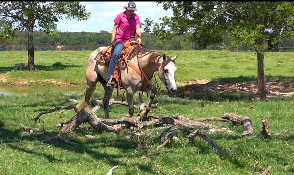 beginner-safe-quarter-horse