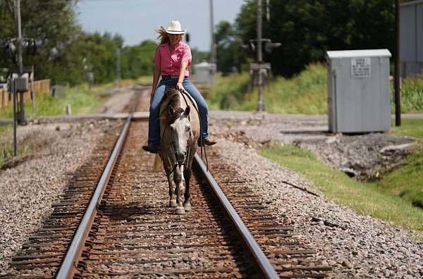 all-around-quarter-horse