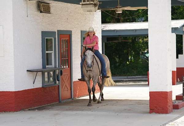 athletic-quarter-horse