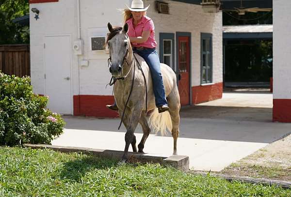 beginner-quarter-horse