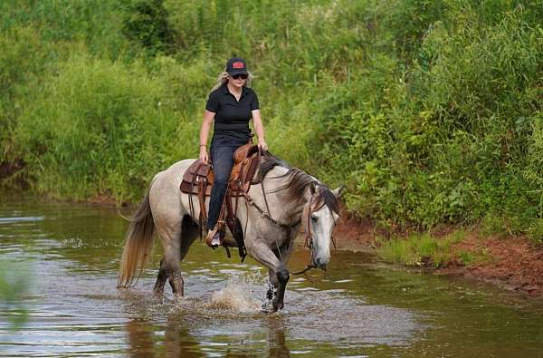 experienced-quarter-horse