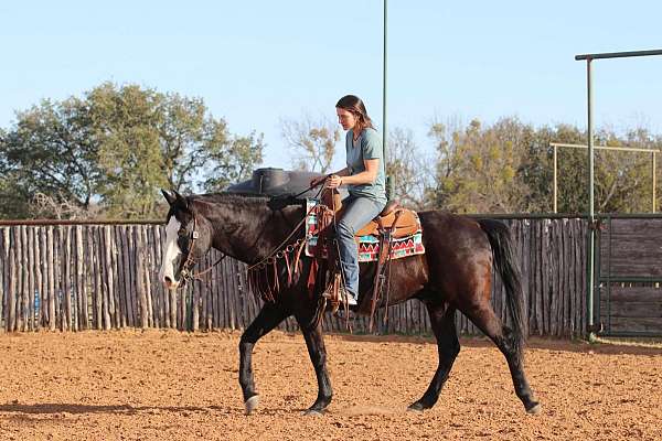 beginner-safe-quarter-horse