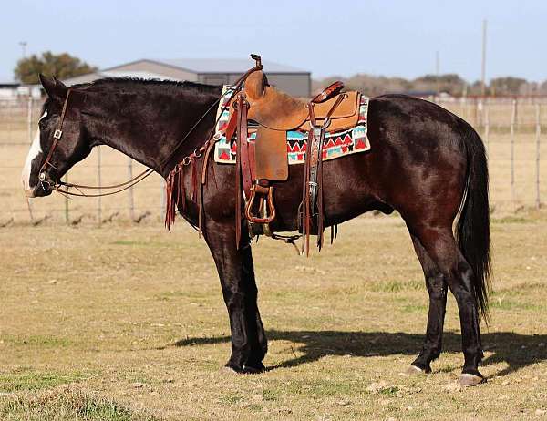 palomino-star-horse